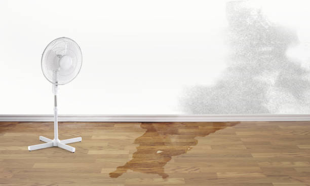 Best Flooded house restoration  in Macon, IL